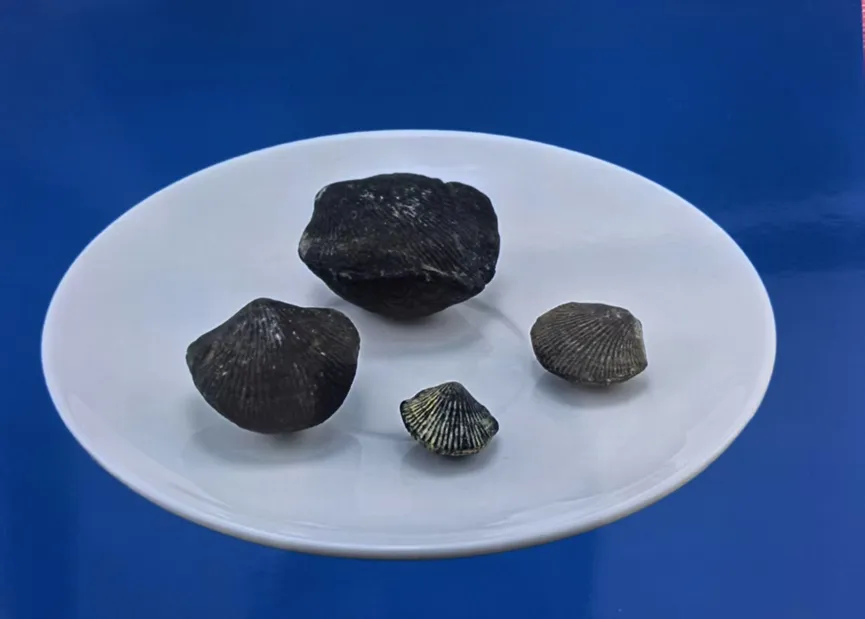 Four shell fossils of varying sizes on a white plate