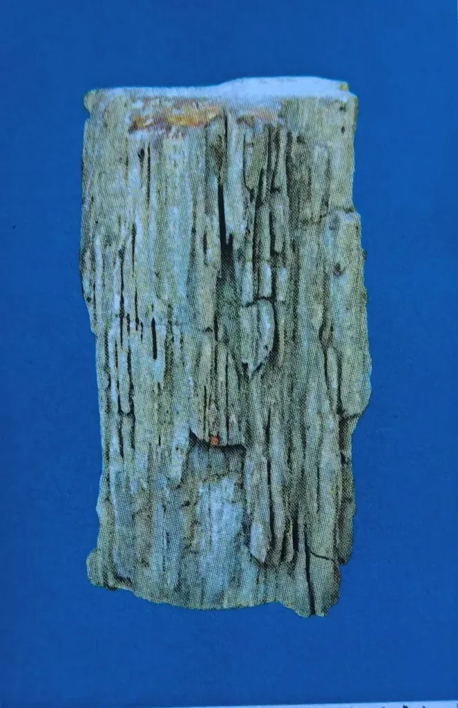 Rectangular piece of light-colored petrified wood