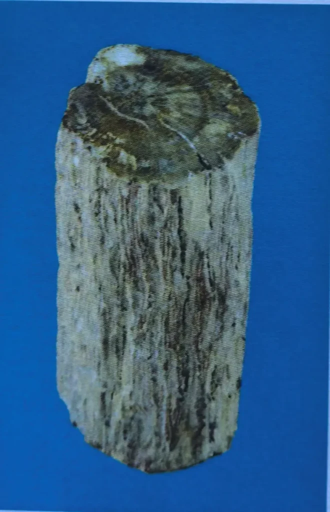 Cylindrical piece of petrified wood with visible grain
