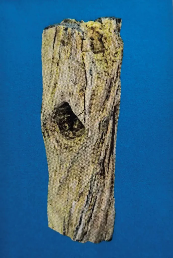 Piece of petrified wood with a prominent knot hole