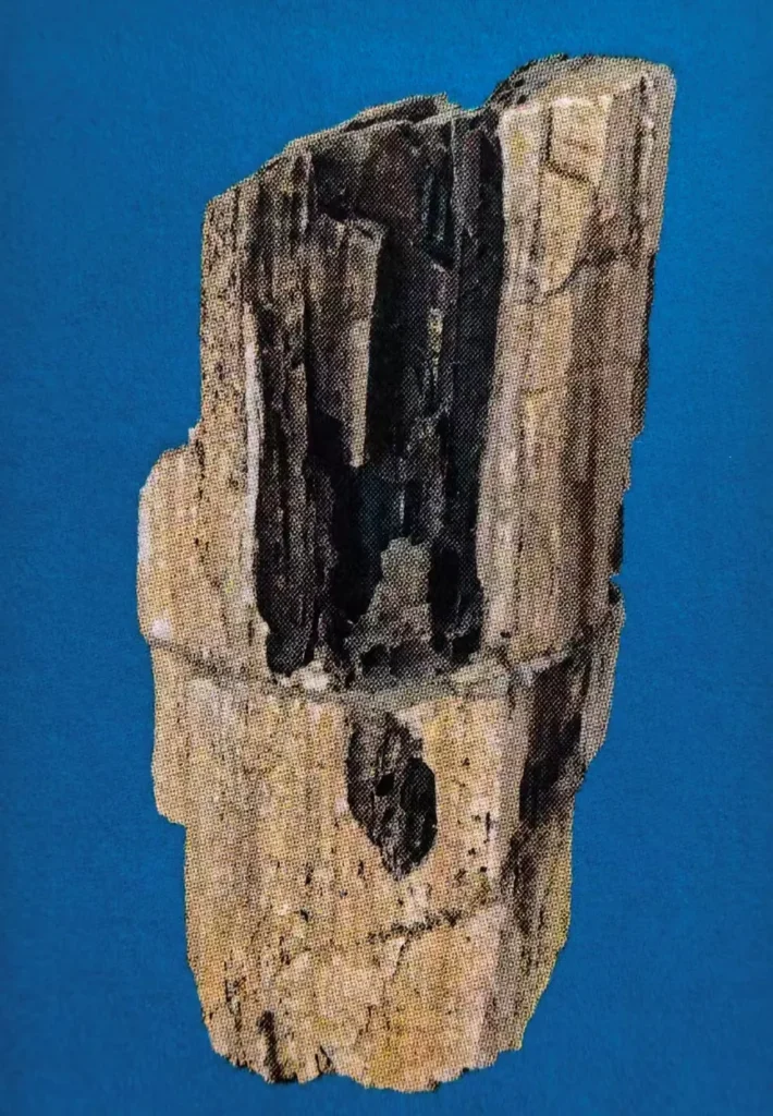 Petrified wood showing dark charred area from lightning strike
