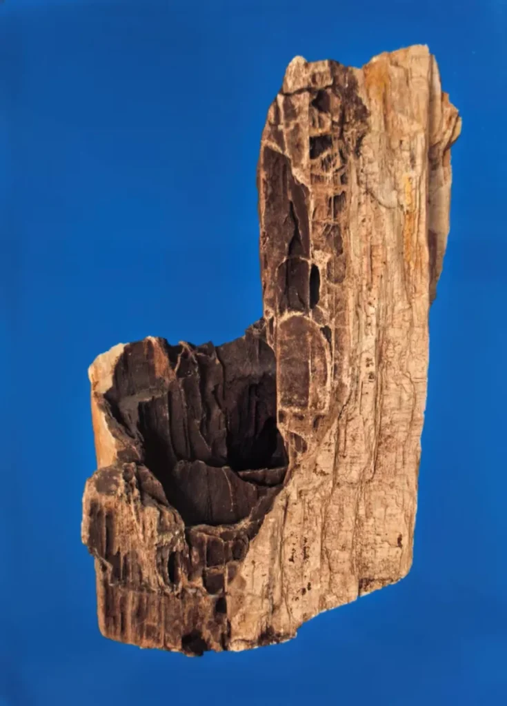Petrified wood with dark hollow area and wood grain
