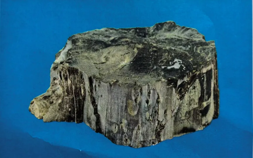 Short, thick piece of dark petrified wood