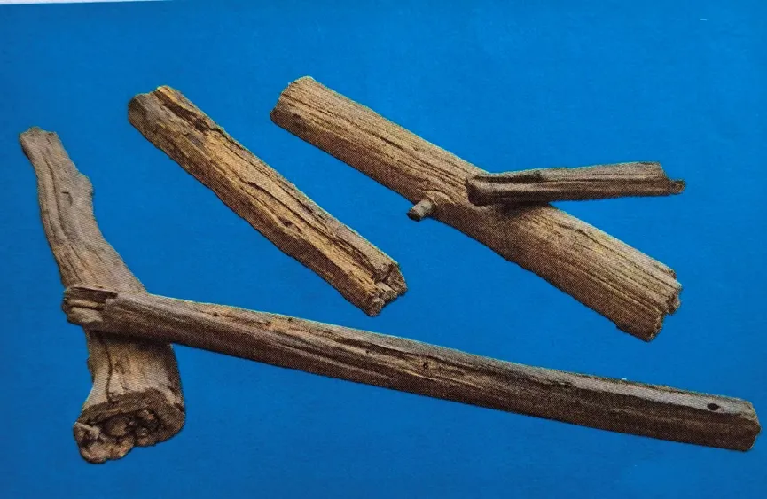 Four slender pieces of petrified wood resembling branches