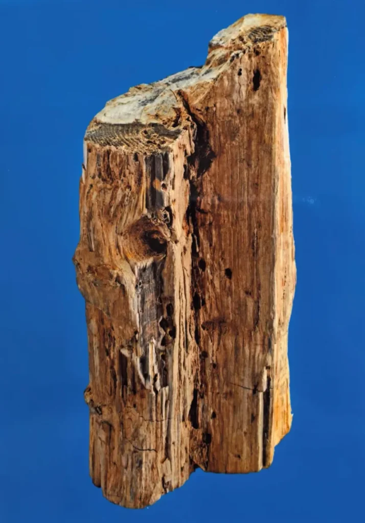 Piece of petrified wood with numerous small insect holes