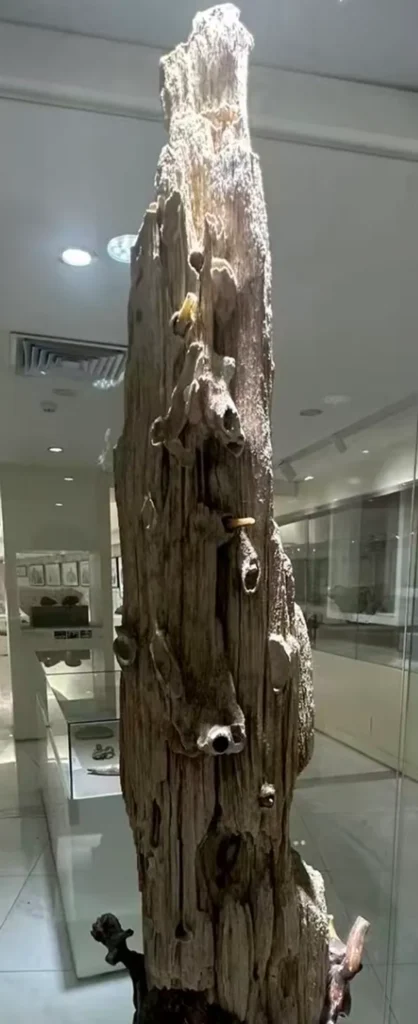 Large, tall petrified wood display in a museum setting