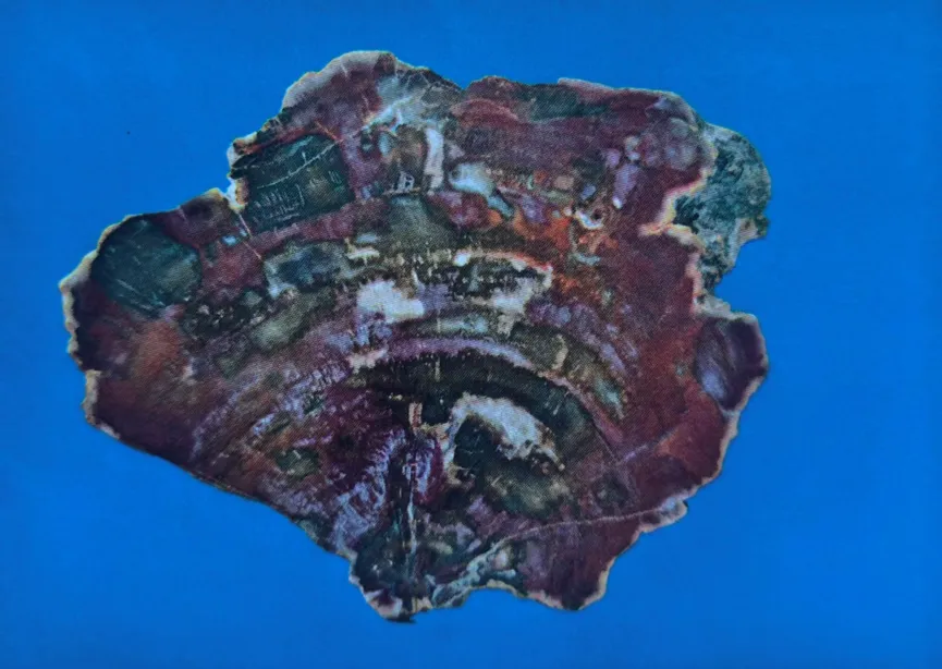 Cross-section of agatized petrified wood with red and brown colors