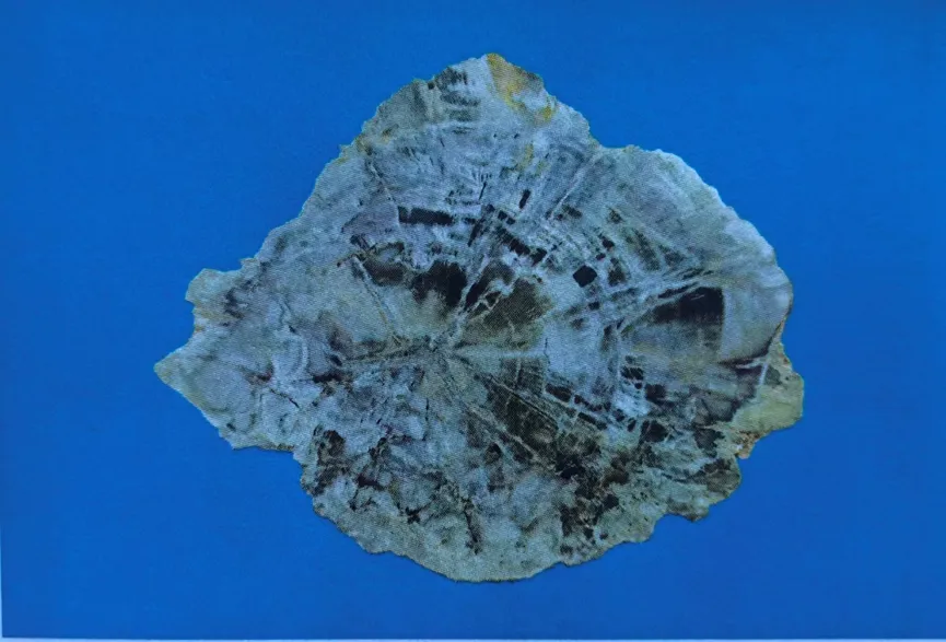 Polished cross-section of light-colored agatized petrified wood