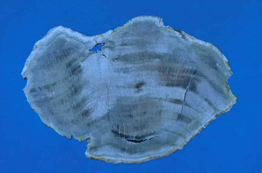 Polished cross-section of grey and white agatized petrified wood