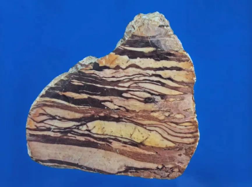 Polished slice of agatized petrified wood with wavy bands