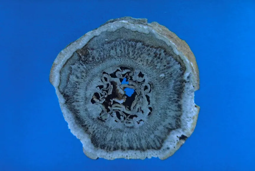 Cross-section of agatized petrified wood with crystalline center