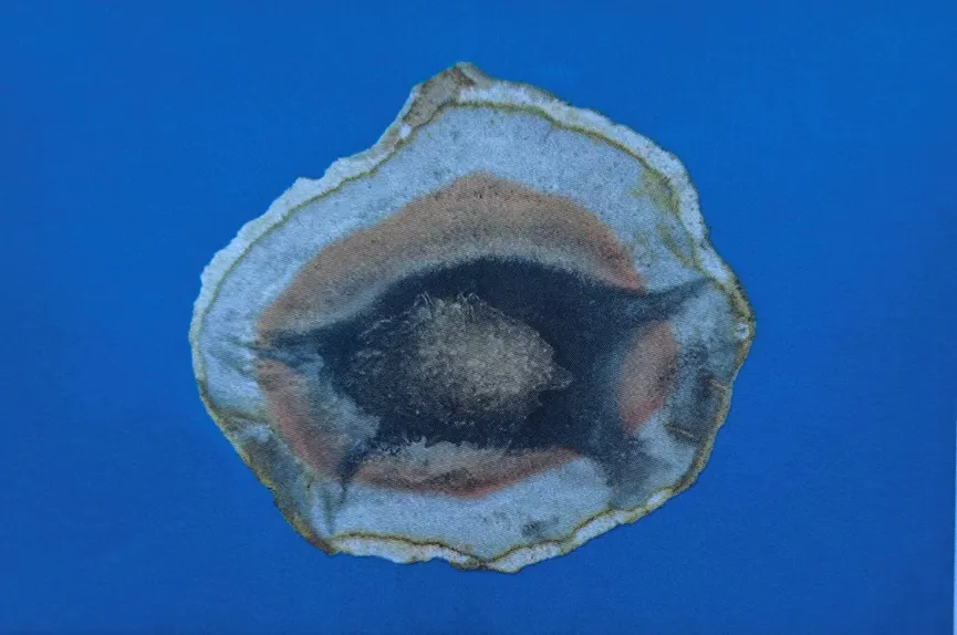 Polished cross-section of agatized petrified wood with dark center