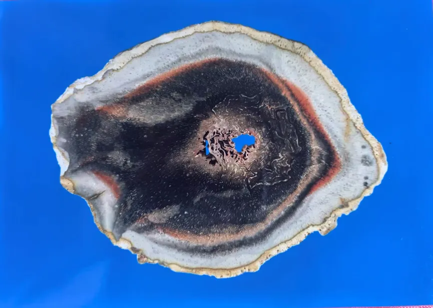 Cross-section of agatized petrified wood with hollow crystalline center