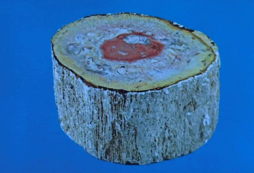 Short cylindrical piece of agatized petrified wood with red center