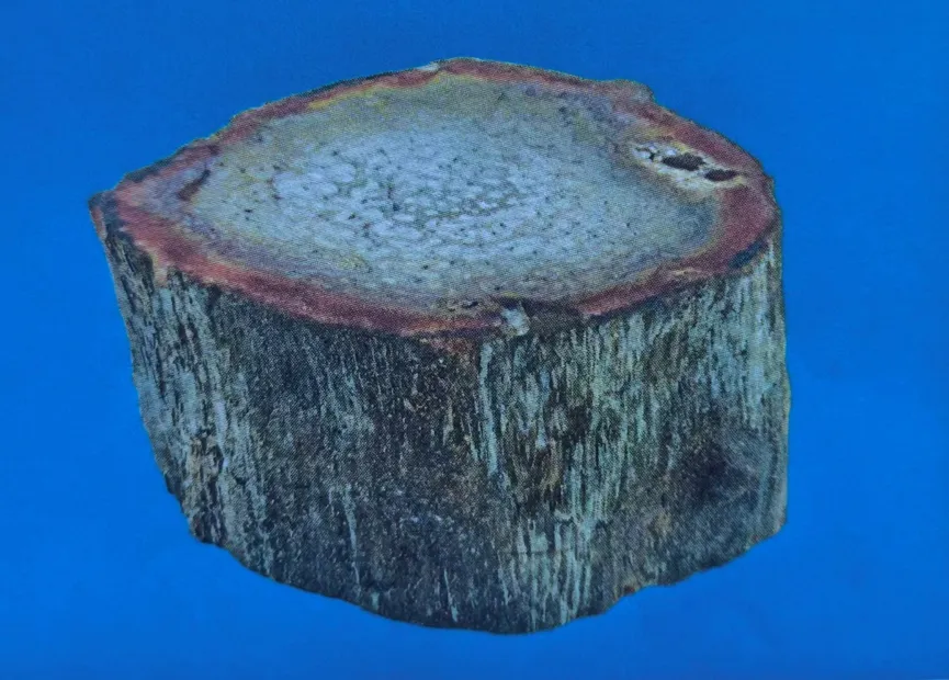 Short cylindrical piece of agatized petrified wood with light center