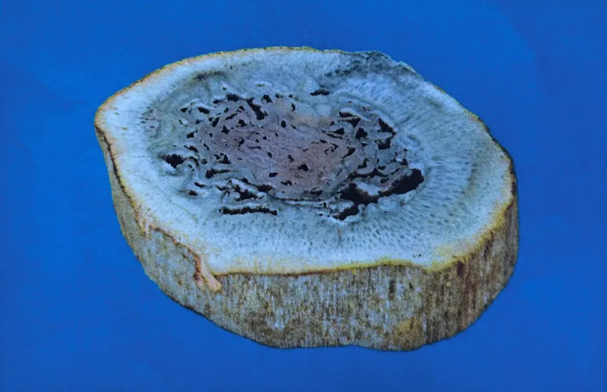 Short cylindrical piece of agatized petrified wood with dark crystalline center