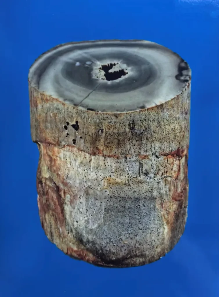 Short cylindrical piece of agatized petrified wood with concentric rings