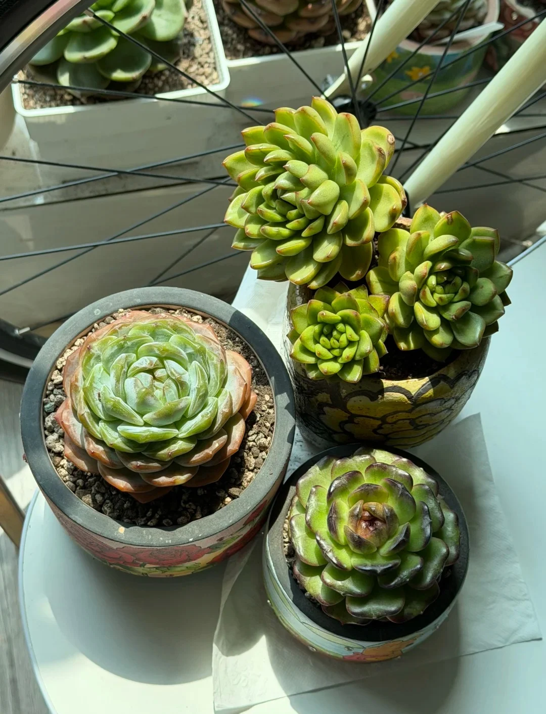 Main Balcony Succulent Garden 02