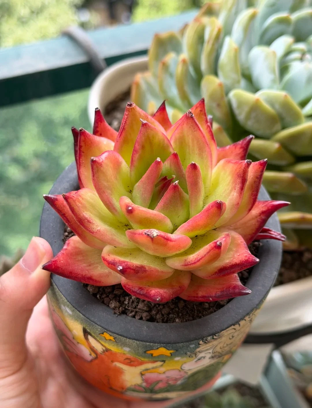 Main Balcony Succulent Garden 04