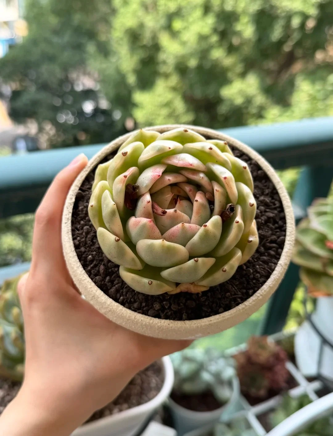 Main Balcony Succulent Garden 05