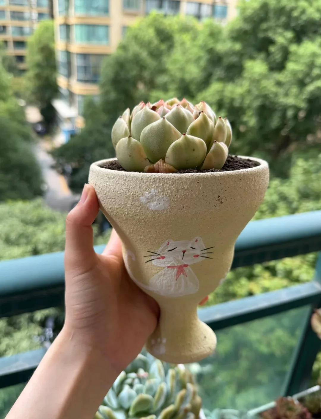 Main Balcony Succulent Garden 06