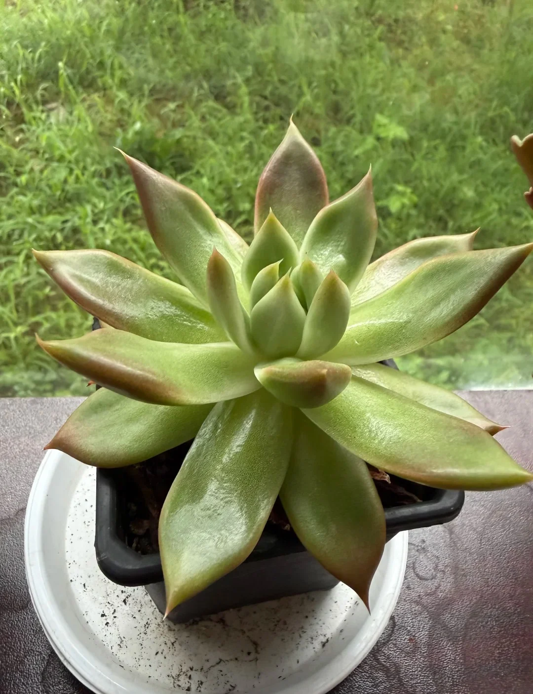 Main Ethereal Succulent Arrangements 02