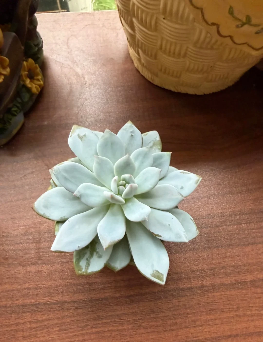 Main Ethereal Succulent Arrangements 03