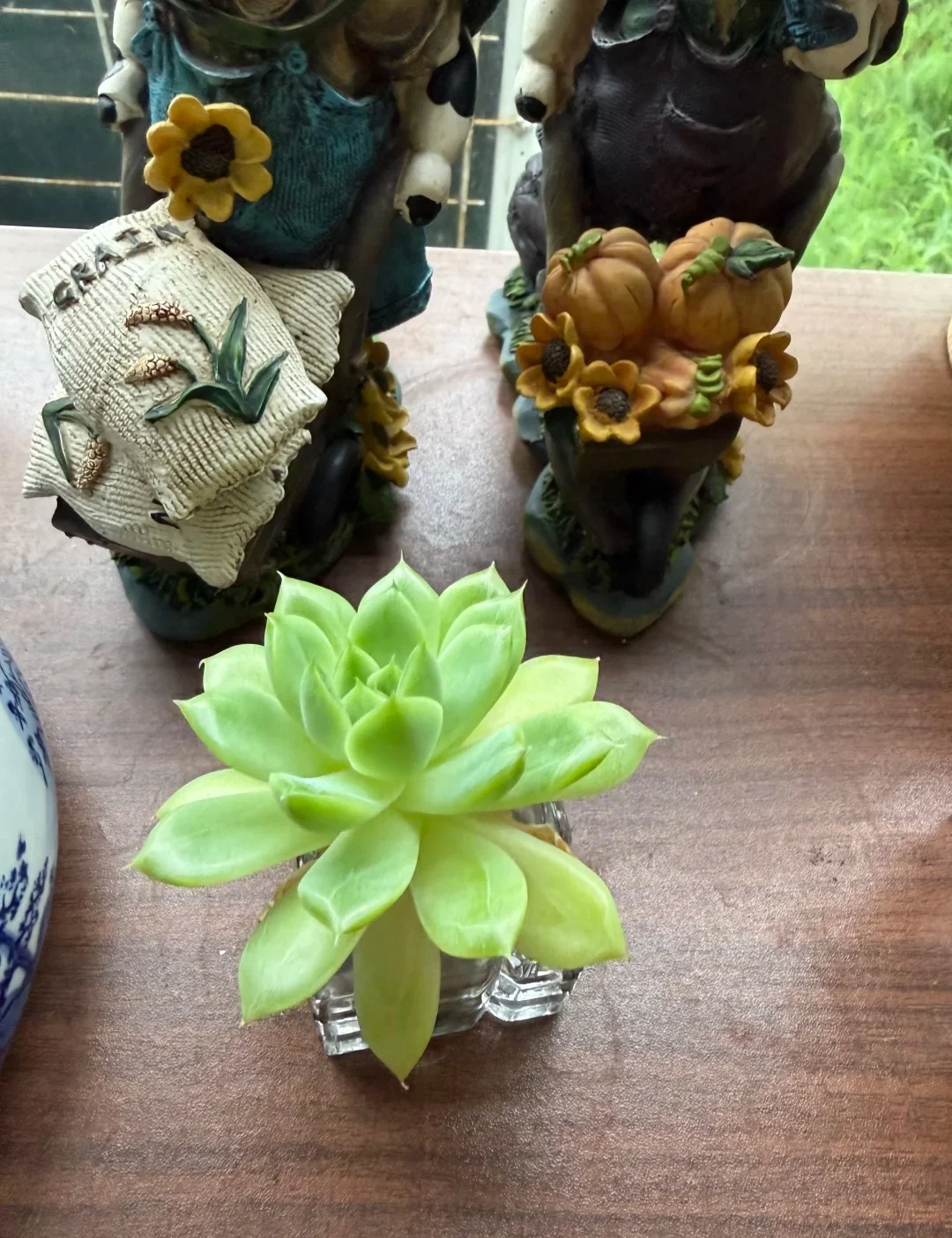 Main Ethereal Succulent Arrangements 04