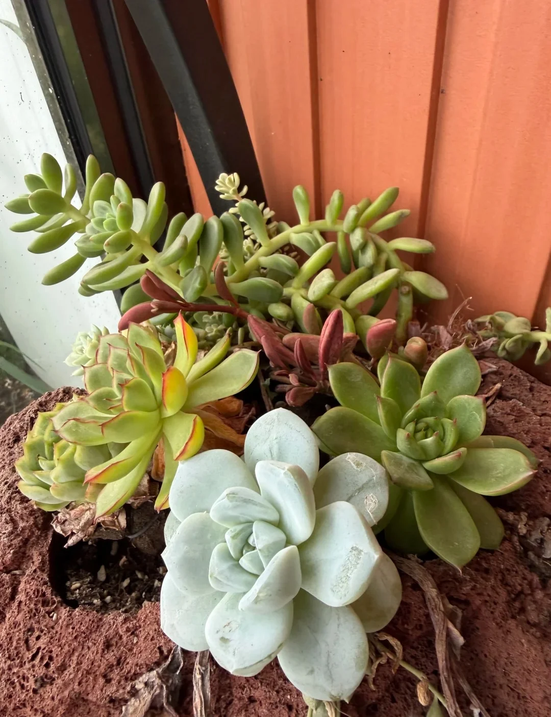 Main Ethereal Succulent Arrangements 05