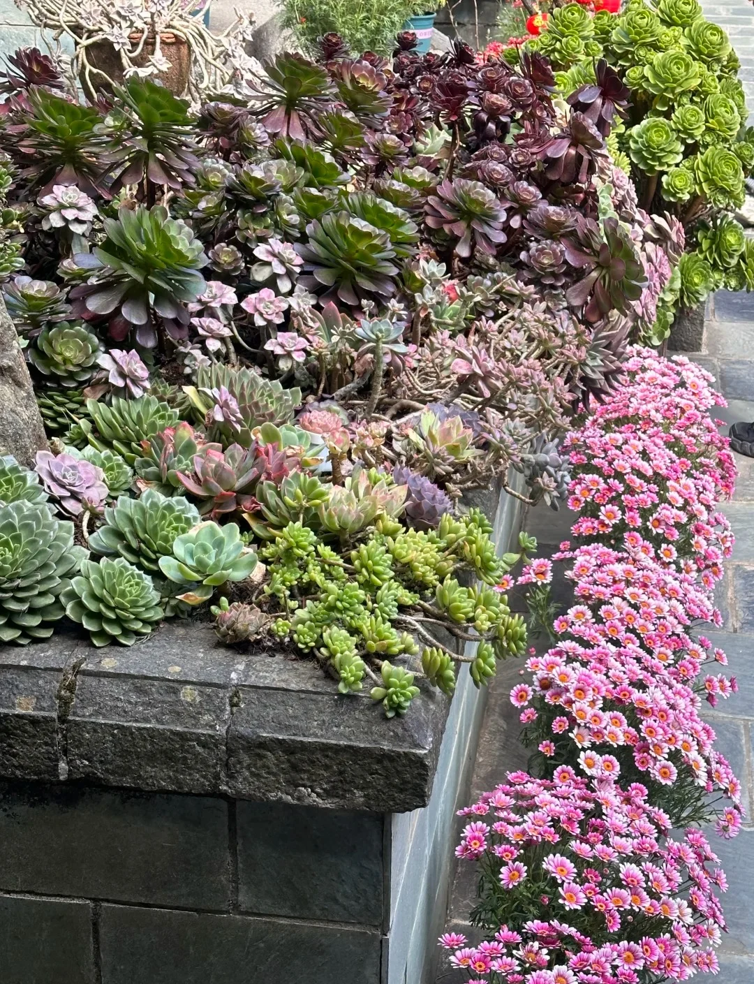 Main Mountain Succulent Garden Display 02