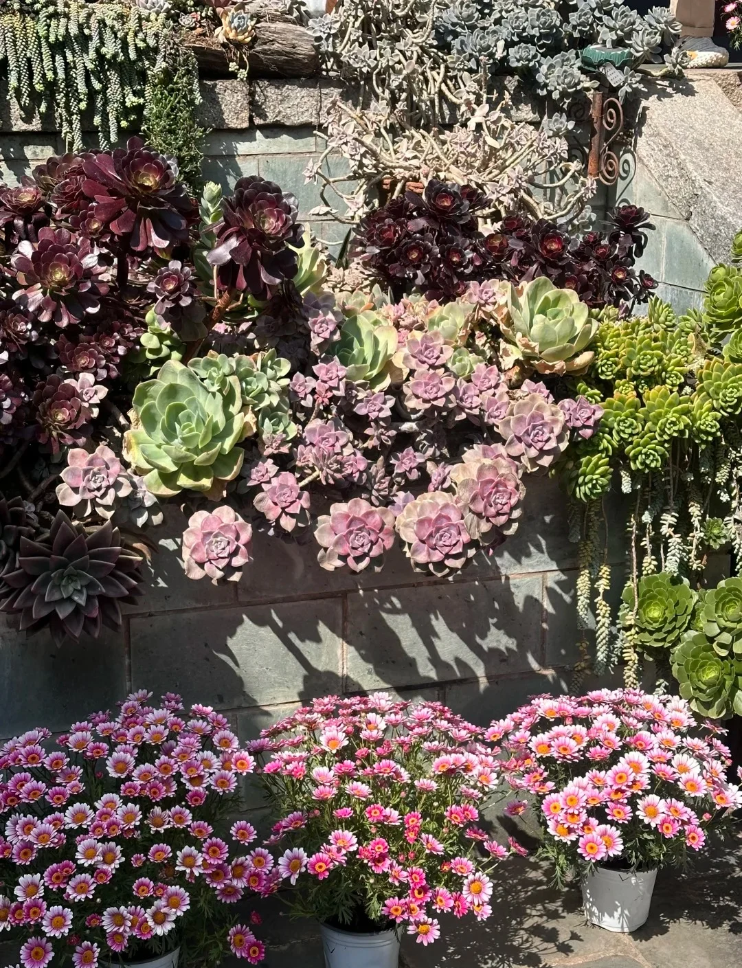 Main Mountain Succulent Garden Display 03