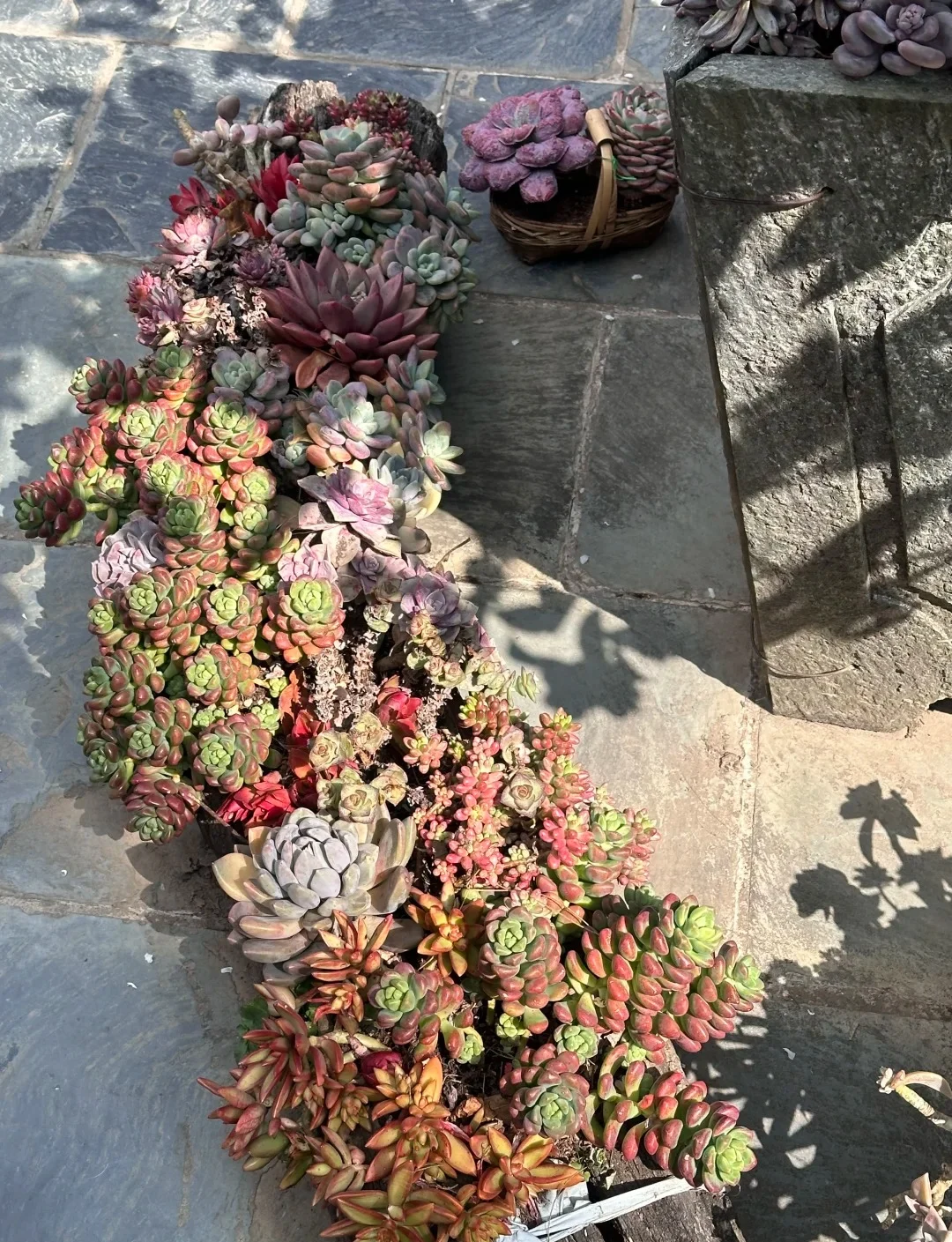 Main Mountain Succulent Garden Display 04