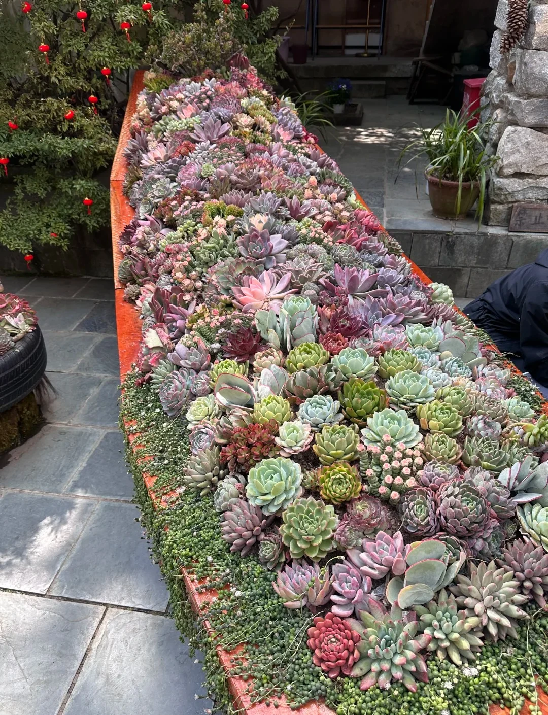 Main Mountain Succulent Garden Display 05