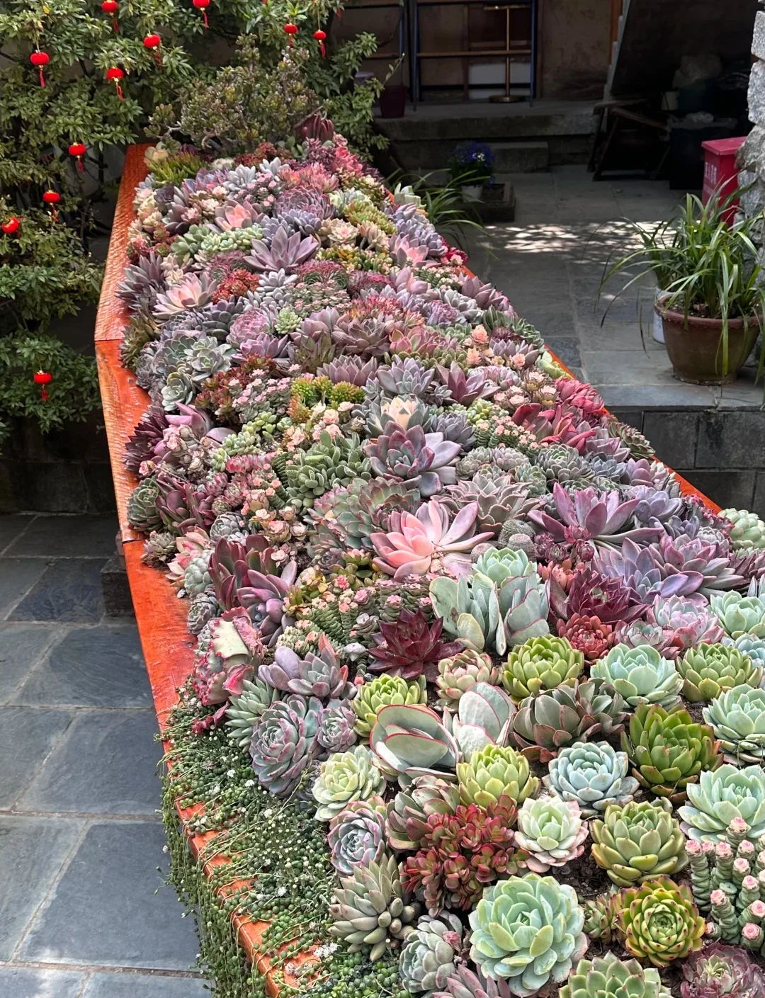 Main Mountain Succulent Garden Display 06