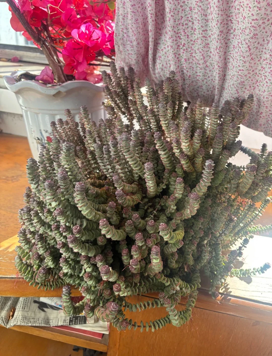 Main Resilient Succulent Growth 02