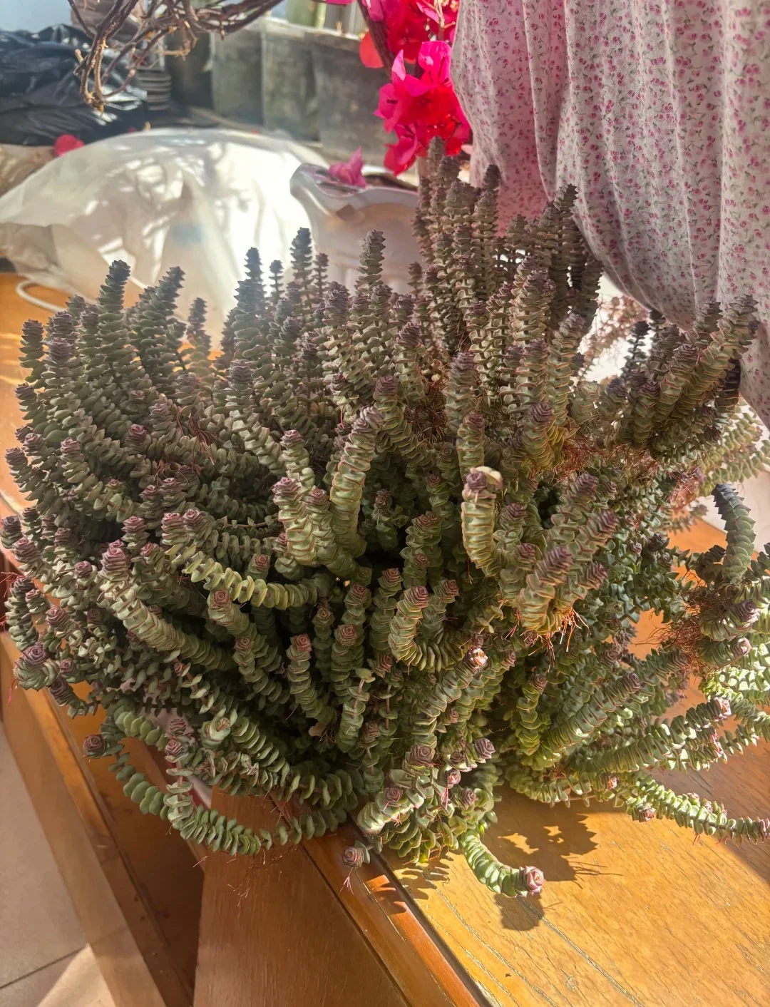 Main Resilient Succulent Growth 03