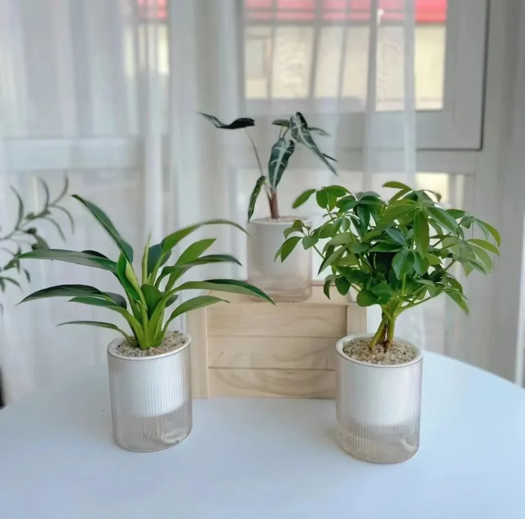 how to choose the right plant pots: a guide for beginners