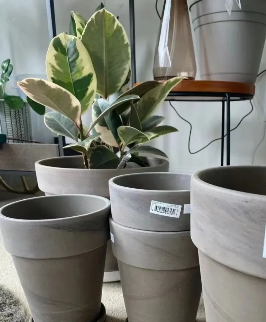 how to choose the right plant pots: a guide for beginners