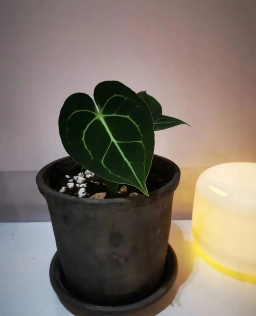 how to choose the right plant pots: a guide for beginners