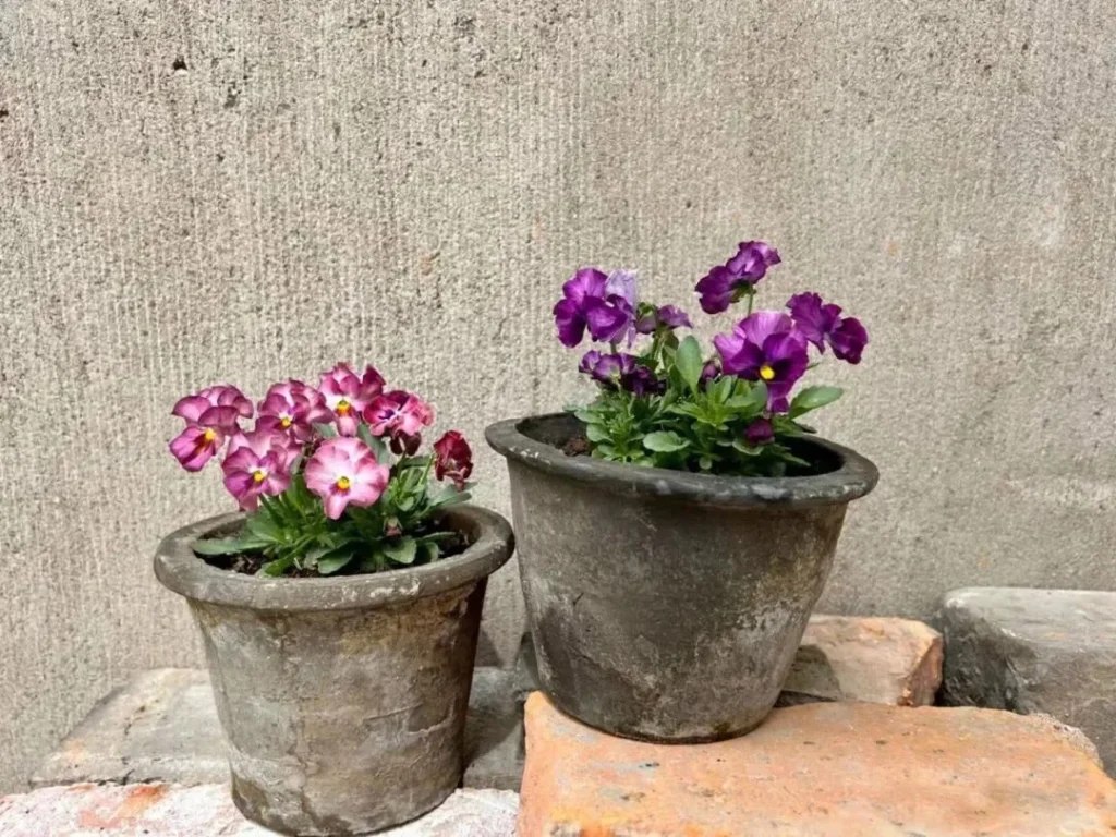 how to choose the right plant pots: a guide for beginners