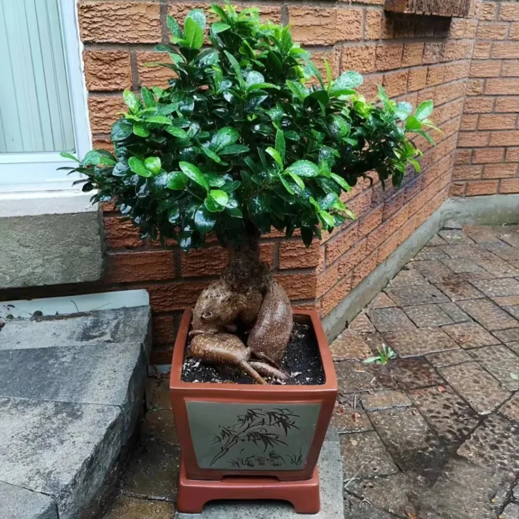 how to choose the right plant pots: a guide for beginners