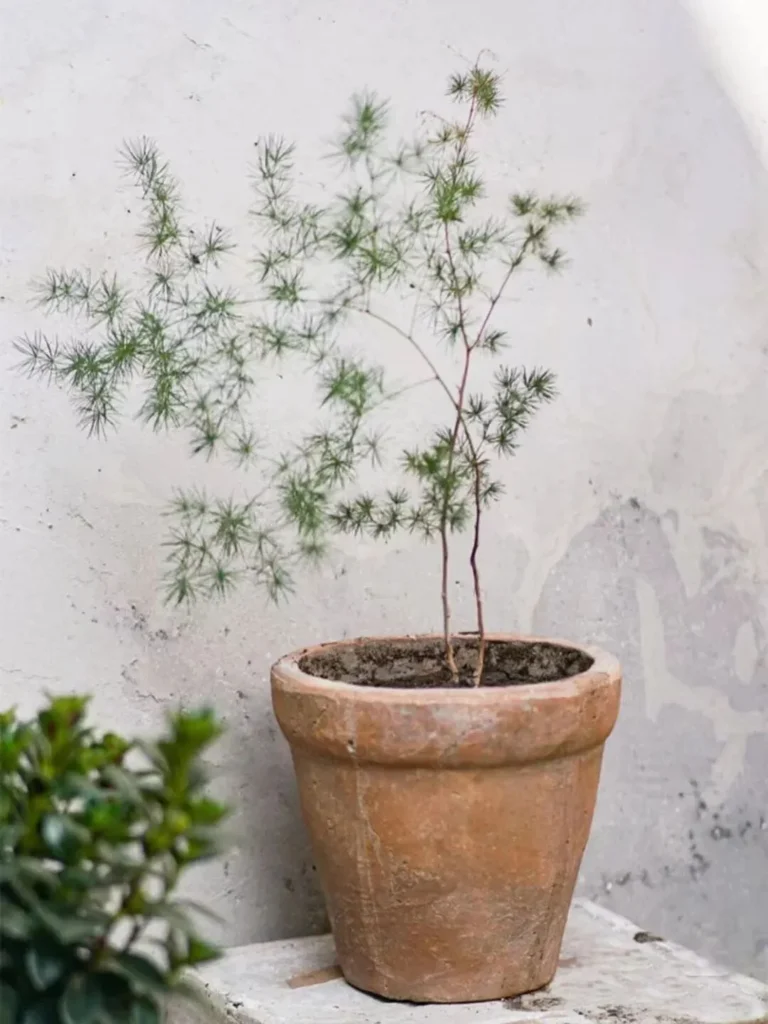 how to choose the right plant pots: a guide for beginners