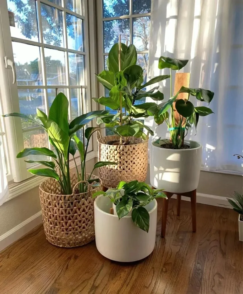 how to choose the right plant pots: a guide for beginners