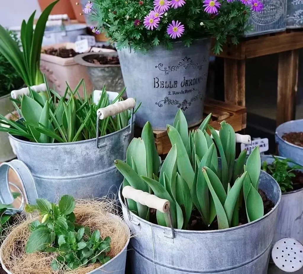 how to choose the right plant pots: a guide for beginners
