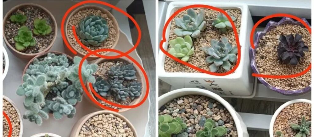 8 succulent care mistakes that are killing your plants 🌵