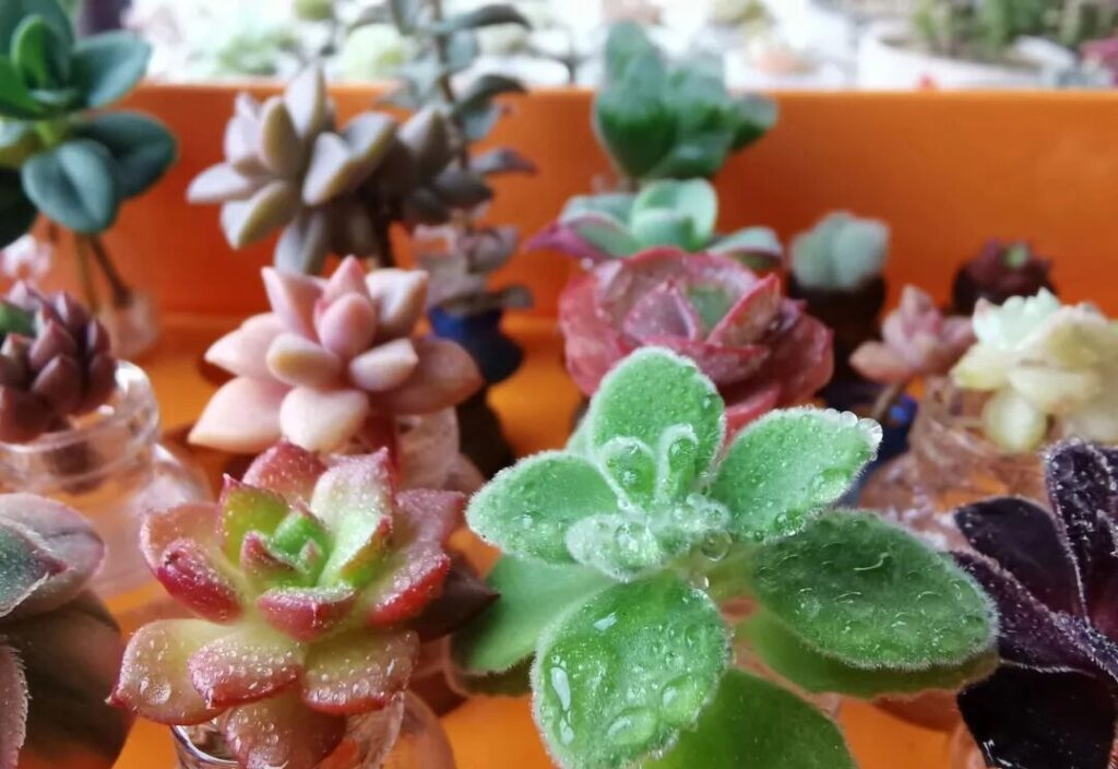 8 succulent care mistakes that are killing your plants 🌵