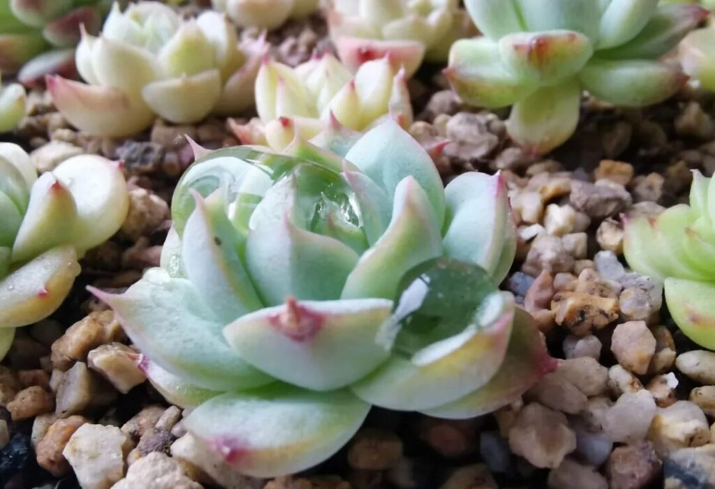 8 succulent care mistakes that are killing your plants 🌵