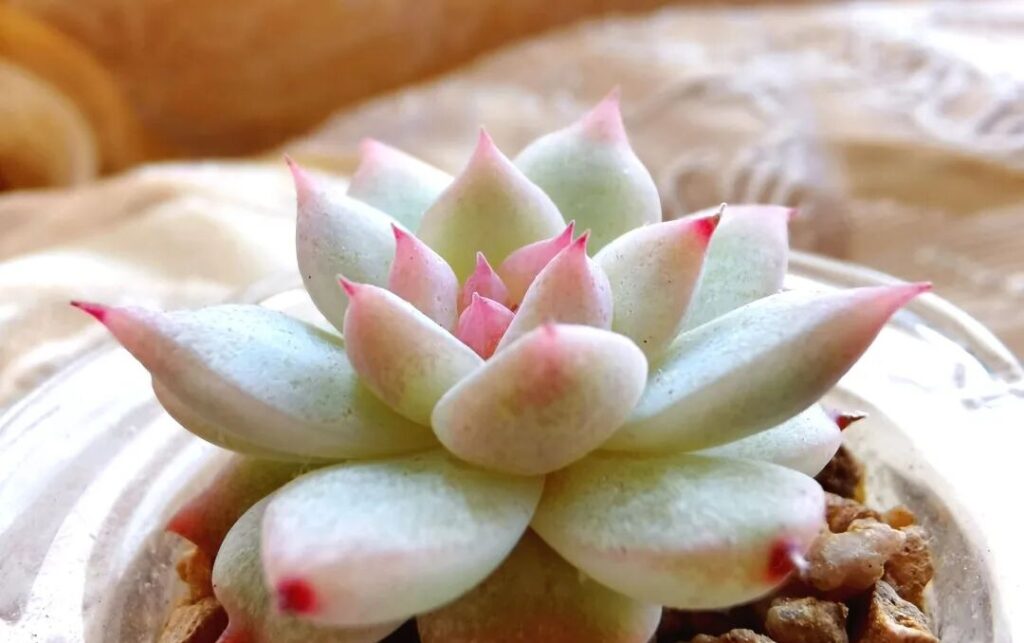 8 Succulent Care Mistakes That Are Killing Your Plants 🌵