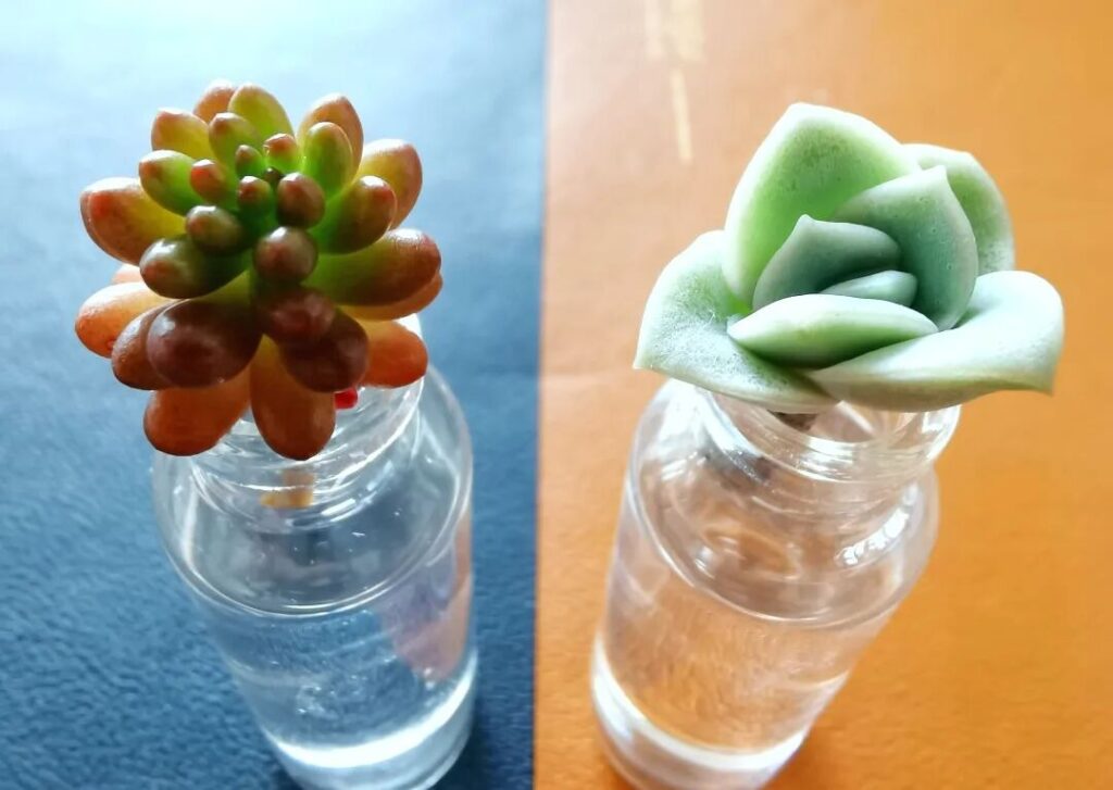 8 succulent care mistakes that are killing your plants 🌵