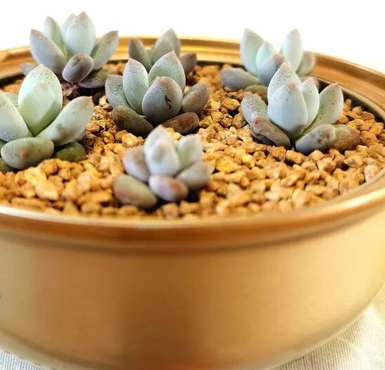 8 succulent care mistakes that are killing your plants 🌵